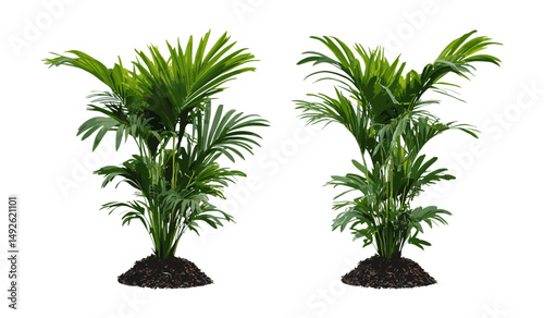 Indoor palm plants, Rhapis excelsa and Dypsis lutescens, medium and small, frontal isolated png, tropical houseplants, green foliage, garden design, vector illustration.