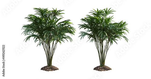 Dypsis lutescens palm, Rhapis excelsa, small and medium palms, frontal cutout, tropical plants, indoor decoration, green leaves, exotic botanical, vector illustration.