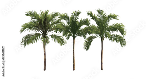 Rhapis excelsa palm, Dypsis lutescens palm, medium and small size, frontal view, isolated png, houseplant, indoor greenery, tropical foliage, vector illustration.