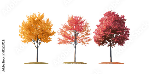 Autumn Acer palmatum trees isolated cutout, Japanese maple, palmate maple, smooth Japanese maple, seasonal trees, fall colors, garden plants, vector illustration.