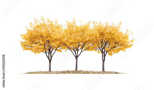 Hamamelis × intermedia hybrid witch hazel autumn small trees, isolated frontal view, seasonal shrubs, landscape design, fall colors, natural garden plants, vector illustration.
