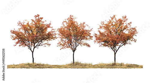 Witch hazel Hamamelis × intermedia autumn small trees frontal isolated, ornamental garden plants, fall foliage trees, landscaping shrubs, botanical vector illustration.