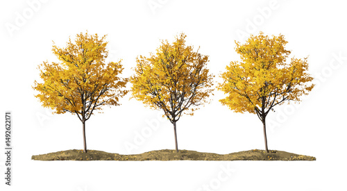 Set of Hamamelis × intermedia small autumn trees isolated frontal, witch hazel shrub, fall foliage, garden plants, ornamental trees, botanical vector illustration.