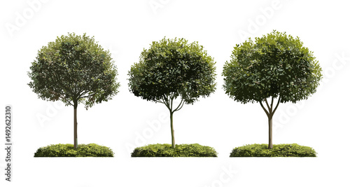 Laurus nobilis bay laurel, sweet bay, true laurel, Grecian laurel, street trees isolated cutout, sunny daylight, vector illustration, evergreen plants, urban landscaping, foliage elements.