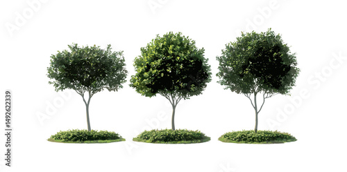 Laurus nobilis bay tree, true laurel, sweet bay, Grecian laurel, street trees isolated cutout, sunny daylight, vector illustration, landscaping, Mediterranean plants, outdoor greenery.