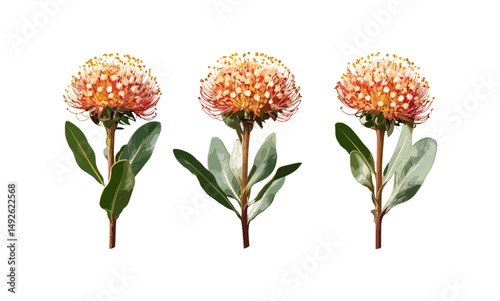 Leucospermum cordifolium set ornamental pincushion bobbejaanklou frontal isolated cutout, floral exotic plant, South African flower, garden tropical, vector illustration.