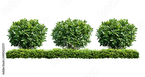 Isolated Ligustrum japonicum shrub, Japanese privet wax-leaf bush set, evergreen plant cutout, vector illustration, garden greenery, hedge plant, foliage plant.
