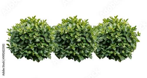 Japanese privet Ligustrum japonicum cutout plant set, wax-leaf privet isolated, green ornamental foliage, garden landscaping plant vector illustration, shrub bush.
