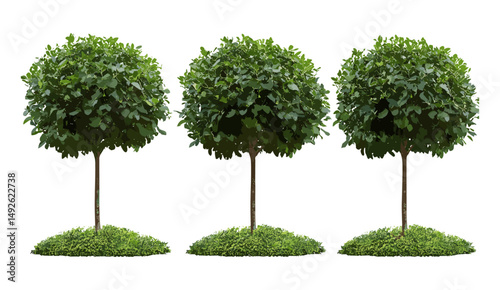 Vector illustration of Ligustrum japonicum wax-leaf privet set, Japanese privet cutout on white, green shrub plant, isolated foliage design, evergreen bush, botanical garden plant.