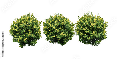 Ligustrum vicary Golden Privet set, Vicary Privet cutout, isolated plant, vector illustration, garden shrub, evergreen foliage, ornamental bush, landscaping plant, botanical design.