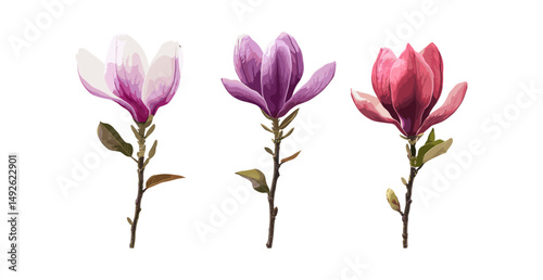 Set of Mulan magnolia flowers, purple magnolia, tulip magnolia, lily magnolia, isolated in sunlight, vector illustration, elegant blossoms, floral png, seasonal nature element.
