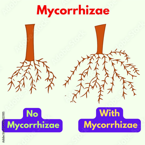 mycorrhiza with and without in plants useful for agriculture projects.eps