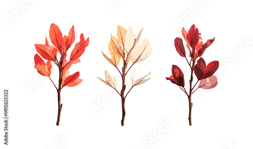 White sassafras red sassafras silky sassafras isolated cutout sunny daylight vector illustration, medicinal plant, green foliage, garden plant, hardwood tree, autumn leaves.