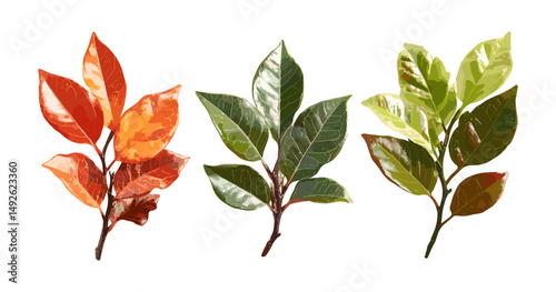 Sassafras albidum white, red, silky sassafras isolated png sunny daylight vector illustration, herbal plant, forest tree, natural leaves, botanical clipart, spring flora.