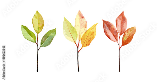 Set of Sassafras albidum white sassafras red sassafras silky sassafras isolated cutout in sunny daylight vector illustration, botanical illustration, foliage, nature, tree leaves.