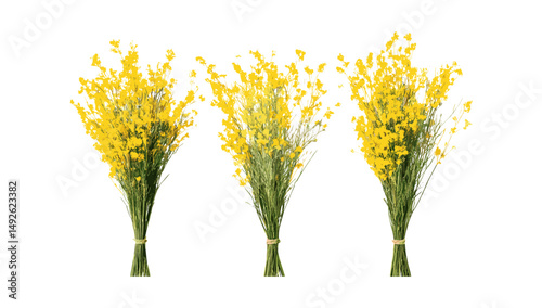 Spartium junceum weaver's broom Spanish broom rush broom frontal isolated cutout botanical plant illustration, Mediterranean shrub, garden greenery, wildflower vector illustration.
