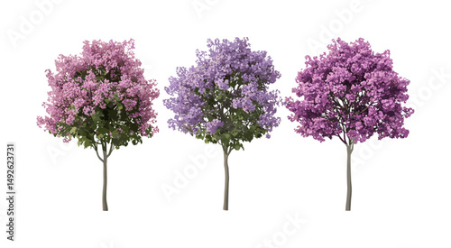 Set of Syringa oblata early blooming lilac trees, pink and violet flowers, frontal view isolated PNG, broadleaf lilac, spring blossoms, vector illustration, garden plants.