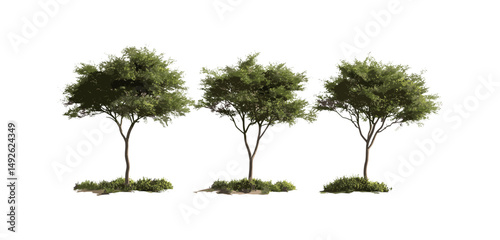 Tamarix ramosissima salt cedar isolated png, tamarisk shrub dryland plant, desert tree branches, invasive species vegetation, drought resistant shrub, vector illustration.
