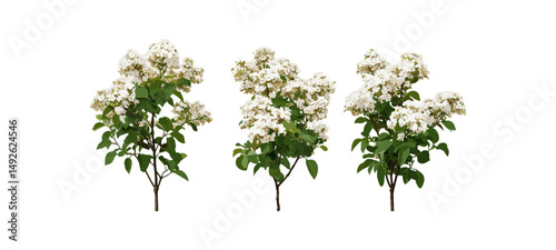 Laurustinus flowering shrub Viburnum tinus isolated PNG, laurustine bush, laurestine greenery, garden plants, ornamental foliage, evergreen shrub, vector illustration.
