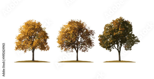 Large autumn ash, sycamore, platanus trees isolated transparent background, fall foliage, tree collection, forest nature, vector illustration, seasonal greenery, environment, plant silhouette.
