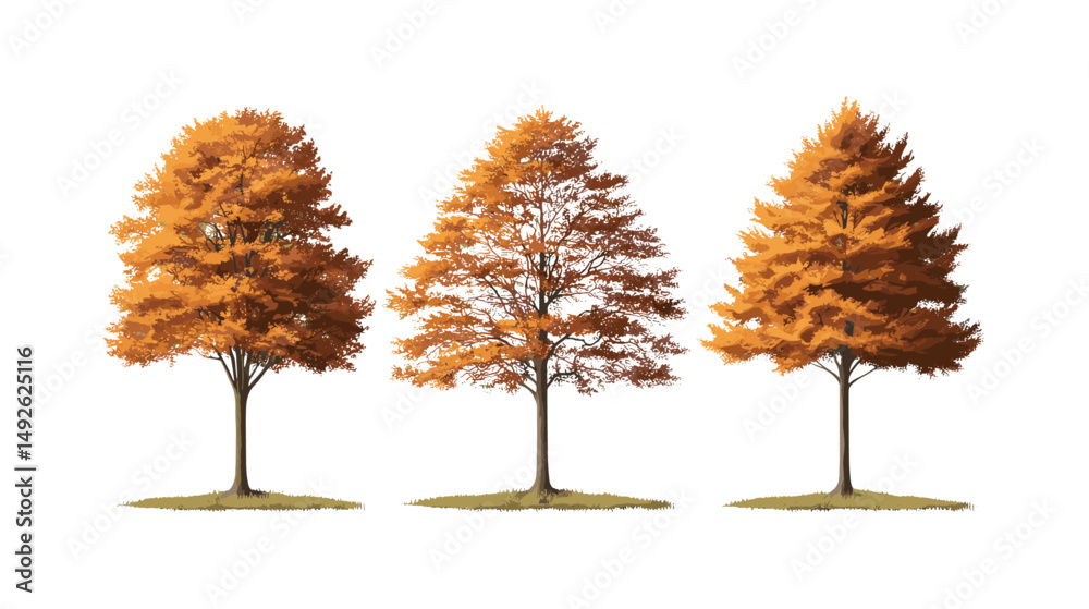 Large autumn Metasequoia glyptostroboides tree isolated png, dawn redwood fall leaves, forest nature, seasonal trees, landscape elements, vector illustration.
