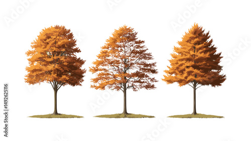 Large autumn Metasequoia glyptostroboides tree isolated png, dawn redwood fall leaves, forest nature, seasonal trees, landscape elements, vector illustration.