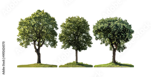 Quercus robur oak trees set isolated png, common and English oak, French and European oak, Pedunculate oak, street tree collection, urban nature, vector illustration.