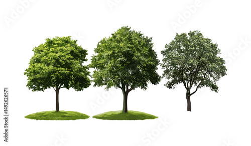 Set of Quercus robur trees isolated png, common English oak, European oak, French oak, Pedunculate oak, street trees in sunlight, urban landscaping, vector illustration.