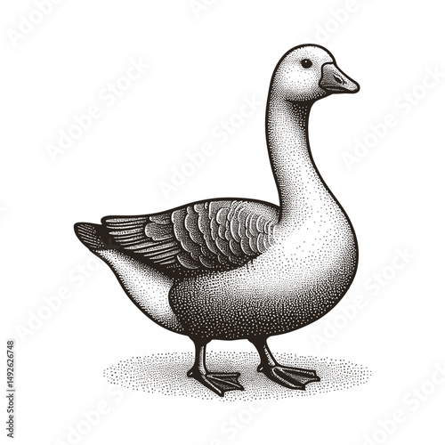 Sketch vector off a goose