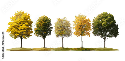 Ash Fraxinus trees in autumn isolated transparent background, large and medium, fall colors, nature scene, landscape design, environment assets, vector illustration.