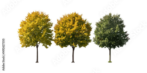 Large and medium Ash Fraxinus trees isolated with cutout, autumn season, forest plants, tree silhouettes, garden decoration, seasonal greenery, vector illustration.