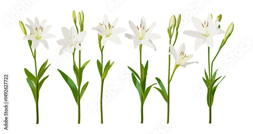Set of Crinum americanum swamp lily flowers isolated png, Florida swamp-lily, string lily, southern swamp crinum, floral botanical collection, vector illustration.