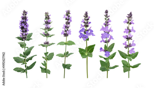 Malva sylvestris and Nepeta nervosa Blue Moon, isolated flowers, frontal view, high resolution, cutout, ornamental plants, perennial flowers, botanical art, vector illustration.