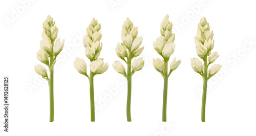 Set of Polianthes tuberosa flowers, Agave amica tuberose bloom, flowering frontal isolated png, botanical plant, tropical floral, garden flower, vector illustration.