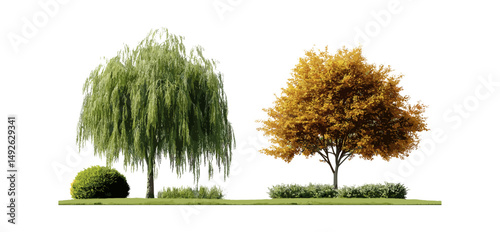 Salix babylonica, Alnus rubra trees, isolated street tree pack, transparent background, vector illustration, urban greenery, landscape assets, public park design, tree front view.