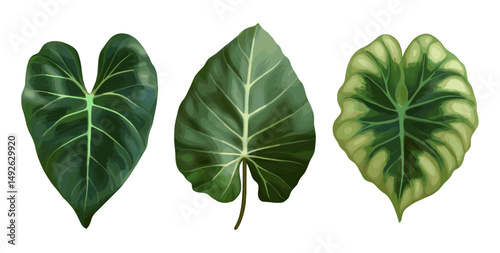 Calathea orbifolia leaf cluster, Alocasia mortfontanensis duo, cutout, vector illustration, lush tropical graphic, interior decor foliage, high resolution asset, jungle greenery art.