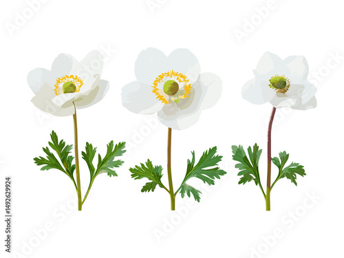 Isolated set of Anemone cathayensis flowers, transparent background, high resolution botanical vector illustration, elegant wildflower artwork, nature themed graphic element,