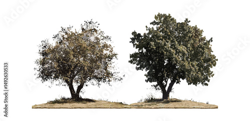 Frontal Aphananthe aspera and Alnus rubra isolated street trees, vector illustration, transparent background, urban forestry elements, natural foliage asset, botanical greenery.