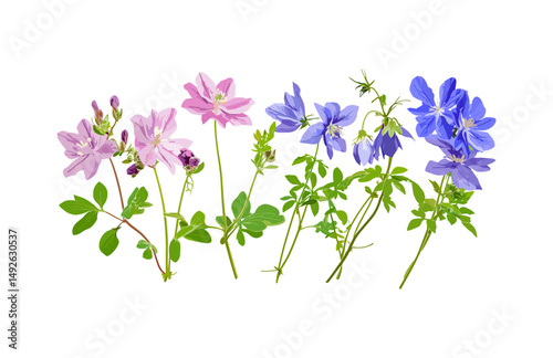 Geranium Rozanne, Aquilegia flabellata, botanical vector illustration, png, high resolution, garden flowers, perennial plants, cottage garden blooms, natural floral design.