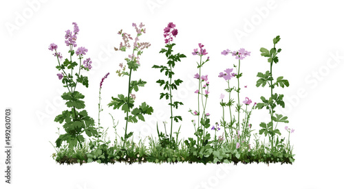 Vector illustration of Geranium phaeum and Aruncus sylvester goat’s beard, garden plants, wildflowers, perennial flowers, botanical greenery, floral arrangement, natural habitat.