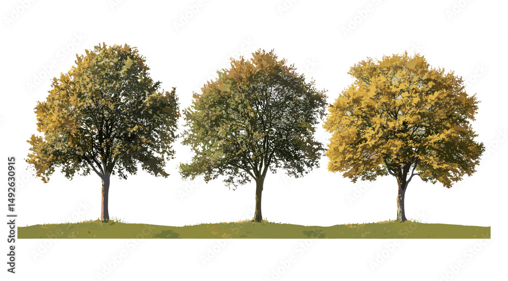 Set of willow oak Quercus phellos autumn trees, isolated png, vector illustration, fall foliage, deciduous tree species, park landscape, botanical elements, urban forestry, natural texture. Set of willow oak Quercus phellos autumn trees, isolated png, vector illustration, fall foliage, deciduous tree species, park landscape, botanical elements, urban forestry, natural texture.