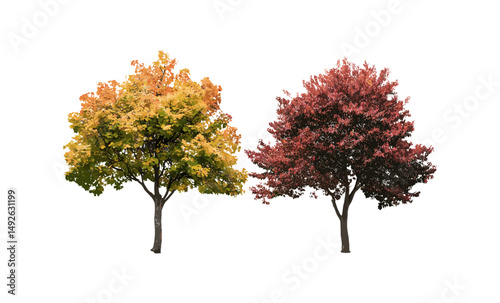 Vector illustration of Acer buergerianum trident maple and Acer palmatum Japanese maple trees with autumn leaves isolated cutout, fall nature scene, ornamental trees, botany art.