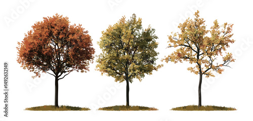 Sorbus commixta and Quercus palustris autumn tree set isolated with transparent background, vector illustration, fall vegetation, outdoor scenery, seasonal foliage design.