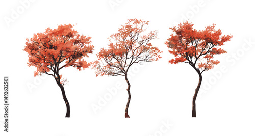 Vector illustration of Sorbus commixta autumn trees, Japanese rowan, set isolated, seasonal foliage, forest plants, nature greenery, botanical design, cutout, landscape element.
