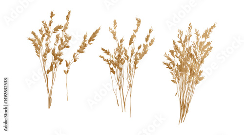 Oat cereal crop vector illustration, isolated Avena sativa plant, natural farming, agricultural product, healthy grain, grass plant, botanical design, organic farming.