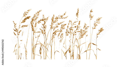 Set of Avena sativa plants, oat cereal grass isolated, agriculture crop, farming plant, herbal species, wild cereal grass, vector illustration, natural harvest, farm produce.