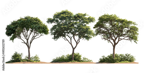 Balanites aegyptiaca street trees isolated cutout, Egyptian balsam Lalob Sudan, vector illustration, dryland vegetation, savanna trees, drought resistant plants, natural greenery.