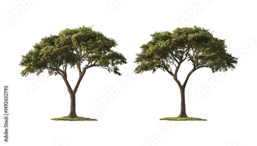 Egyptian balsam Balanites aegyptiaca Lalob Sudan isolated cutout, street trees, vector illustration, desert plants, drought tolerant trees, tropical ecosystem, botanical species.