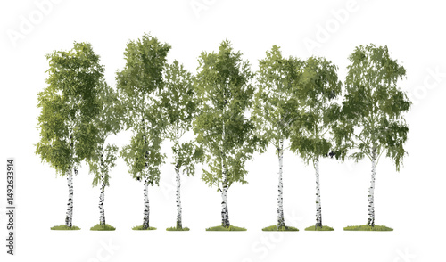 Isolated Betula populifolia and Betula pendula trees frontal set in daylight, vector illustration, birch species, woodland plants, nature background, forest ecosystem, tree collection.