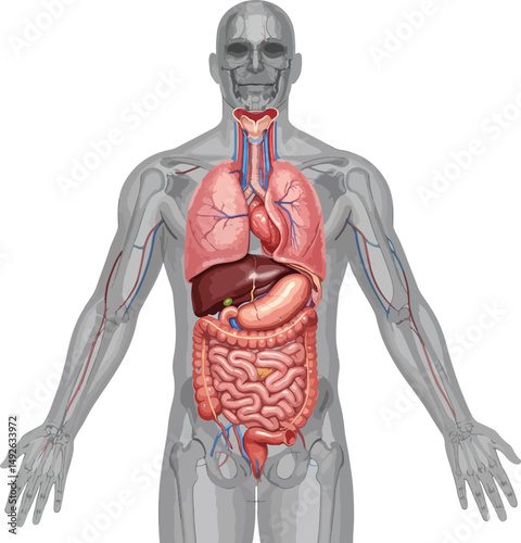 Transparent Human Torso Revealing Key Internal Organs and Vasculature